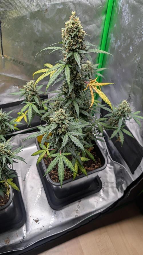 #2: Bubble Kush Cake Auto | Bud Voyage. Week 10 - Day 70