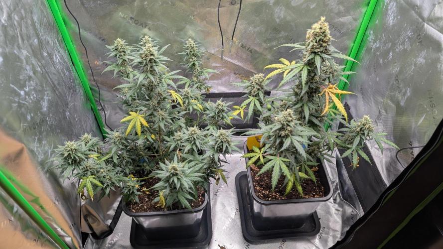 #2: Bubble Kush Cake Auto | Bud Voyage. Week 10 - Day 70 (both plants)