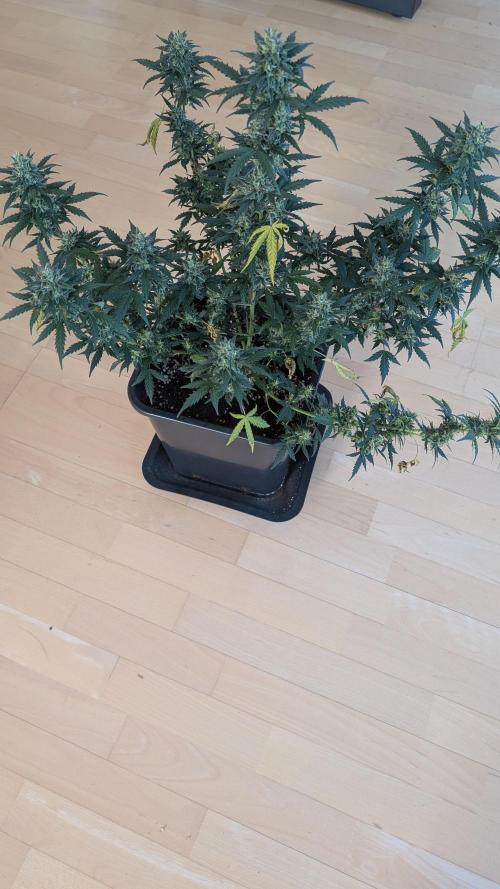 #2: Bubble Kush Cake Auto | Bud Voyage. Week 11 - Plant 2