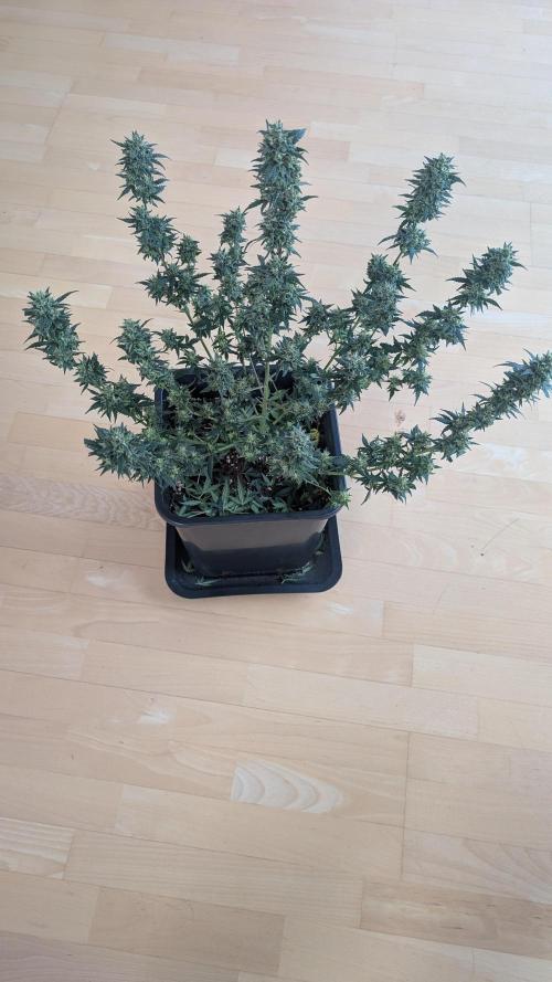 #2: Bubble Kush Cake Auto | Bud Voyage. Week 11 - Plant 2