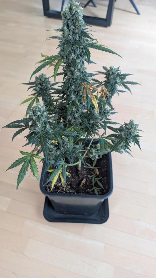 #2: Bubble Kush Cake Auto | Bud Voyage. Week 11 - Plant 1