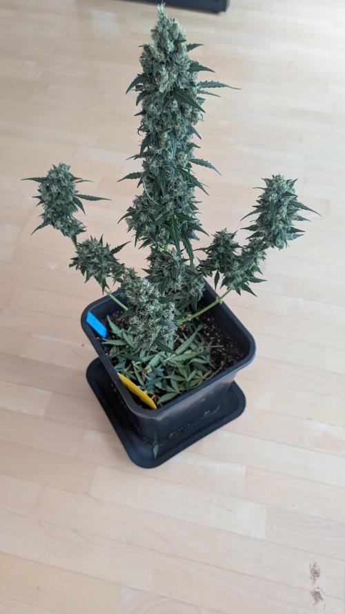 #2: Bubble Kush Cake Auto | Bud Voyage. Week 11 - Plant 1