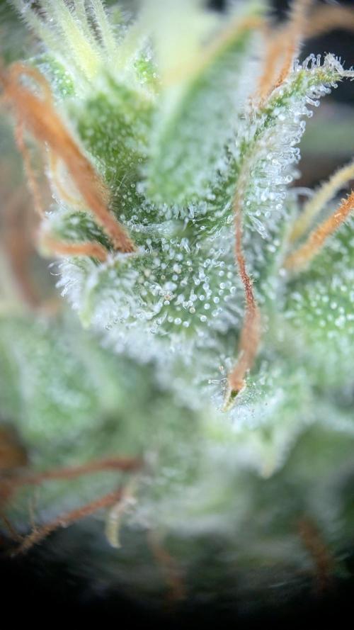 #2: Bubble Kush Cake Auto | Bud Voyage. Week 11 - Trichomes