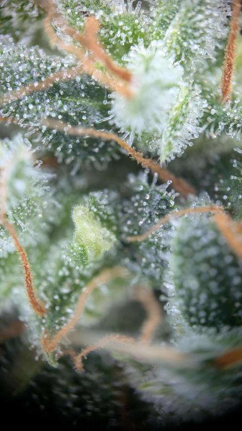 #2: Bubble Kush Cake Auto | Bud Voyage. Week 11 - Trichomes