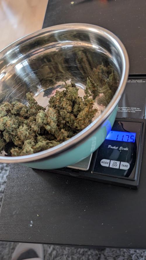 #2: Bubble Kush Cake Auto | Bud Voyage. Week 11