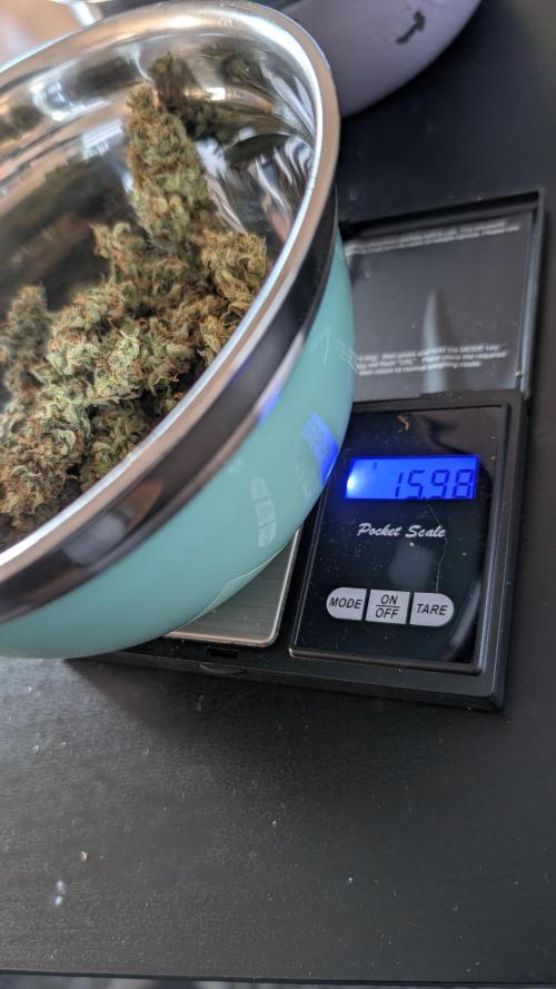 #2: Bubble Kush Cake Auto | Bud Voyage. Week 11