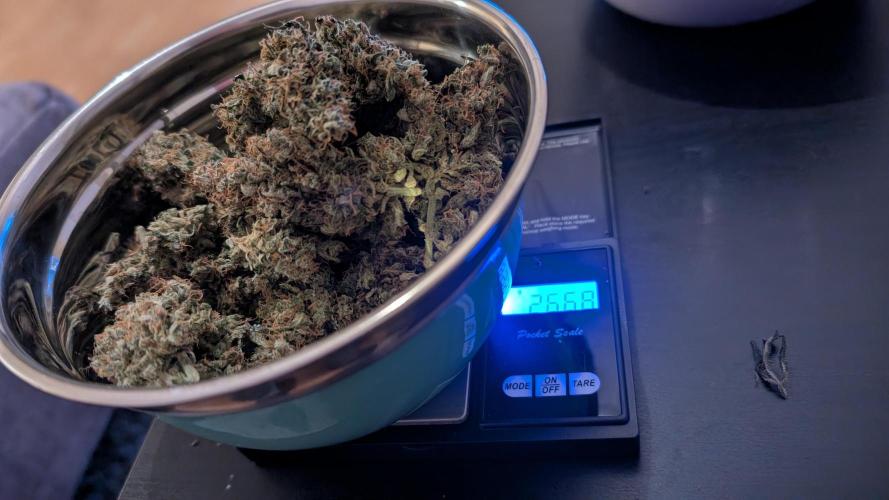 #2: Bubble Kush Cake Auto | Bud Voyage. Week 11