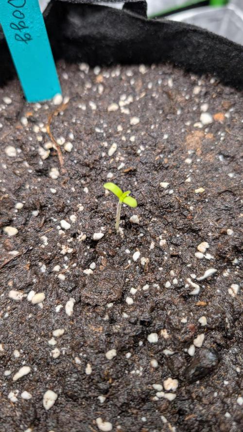 #3 Grand Daddy Purple. Week 1 - Day 1 Dogg