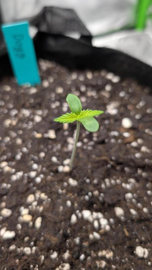 #3 Grand Daddy Purple. Week 1 - Day 3 Dogg