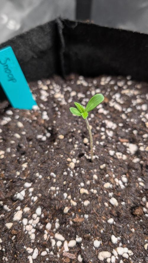 #3 Grand Daddy Purple. Week 1 - Day 3 Snoop