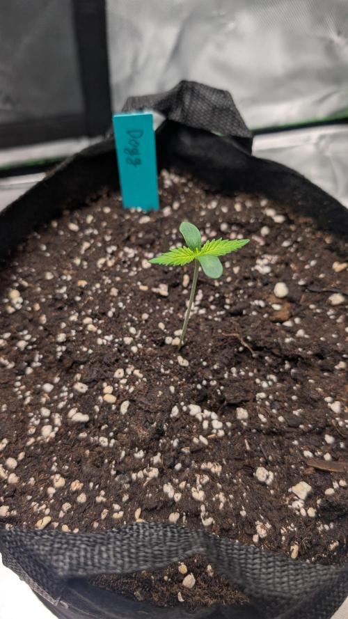 #3 Grand Daddy Purple. Week 1 - Day 4 Dogg