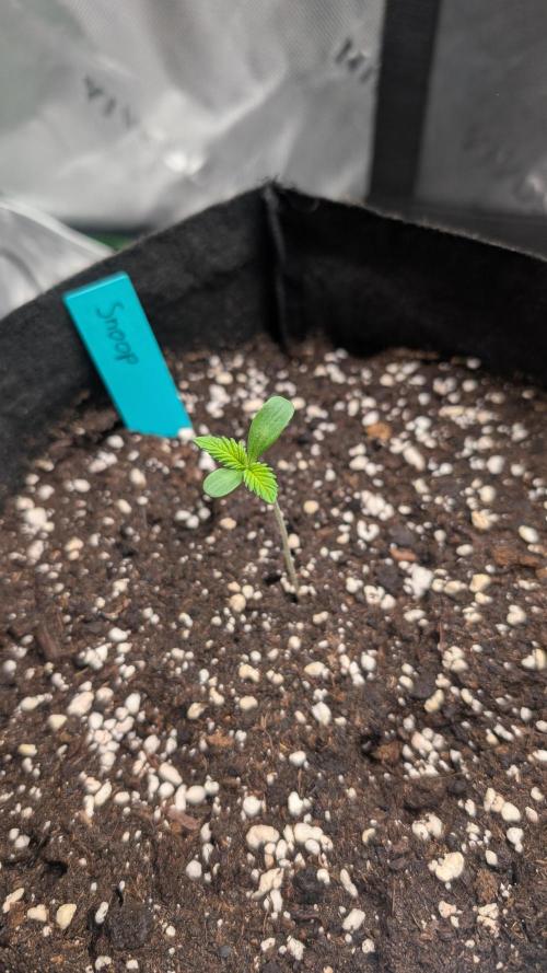 #3 Grand Daddy Purple. Week 1 - Day 4 Snoop