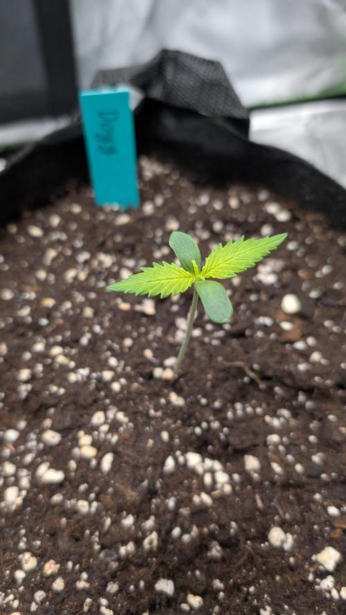 #3 Grand Daddy Purple. Week 1 - Day 5 Dogg