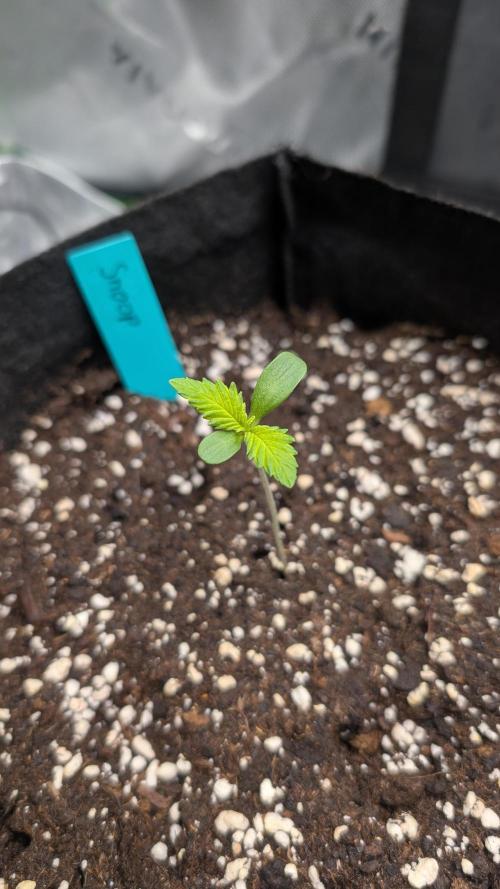 #3 Grand Daddy Purple. Week 1 - Day 5 Snoop