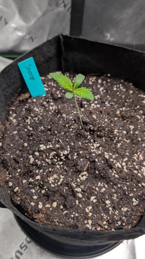 #3 Grand Daddy Purple. Week 1 - Day 6 Snoop