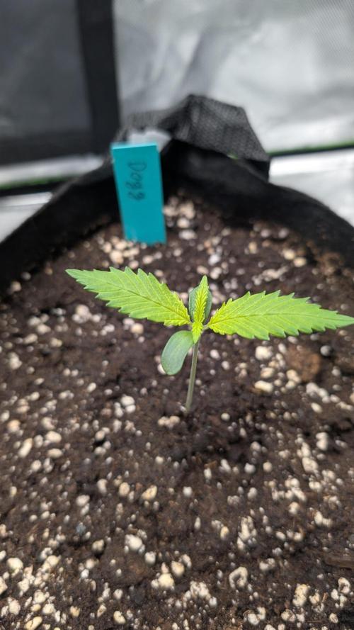 #3 Grand Daddy Purple. Week 1 - Day 7 Dogg