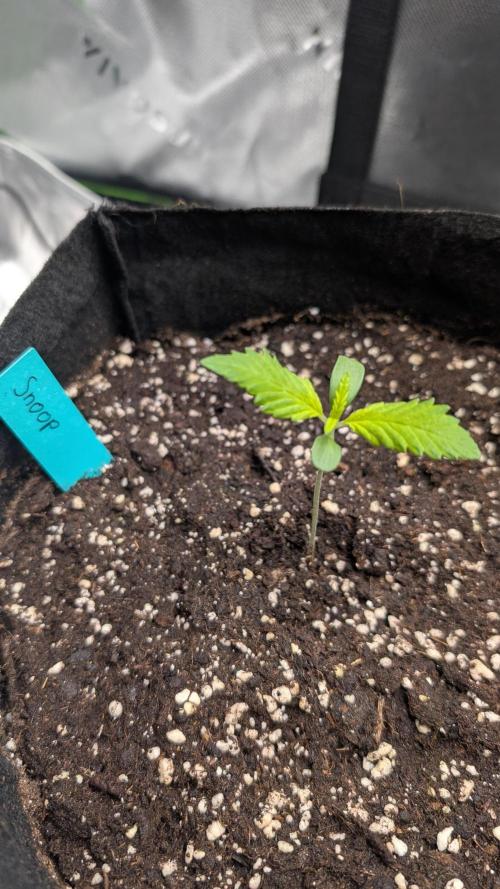 #3 Grand Daddy Purple. Week 1 - Day 7 Snoop