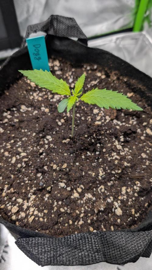 #3 Grand Daddy Purple. Week 2 - Day 8 Dogg