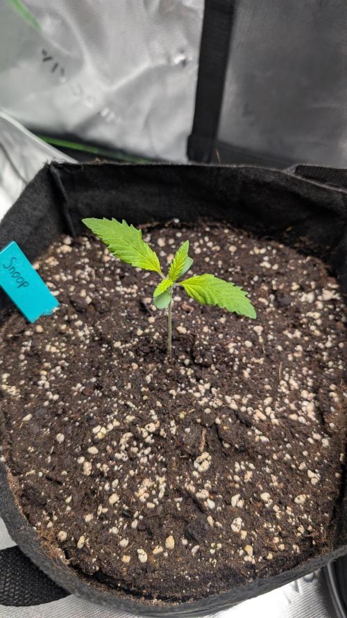 #3 Grand Daddy Purple. Week 2 - Day 8 Snoop