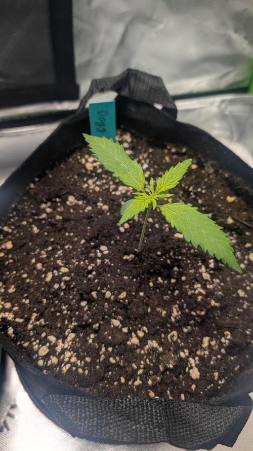 #3 Grand Daddy Purple. Week 2 - Day 9 Dogg