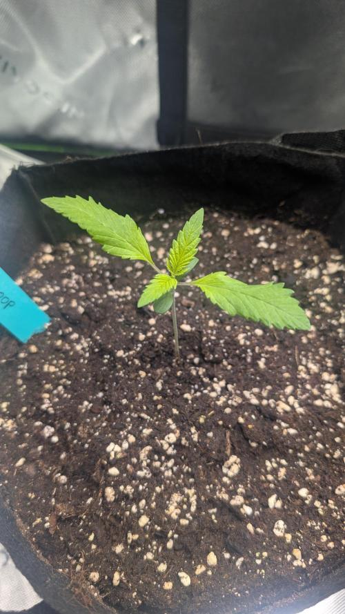 #3 Grand Daddy Purple. Week 2 - Day 9 Snoop