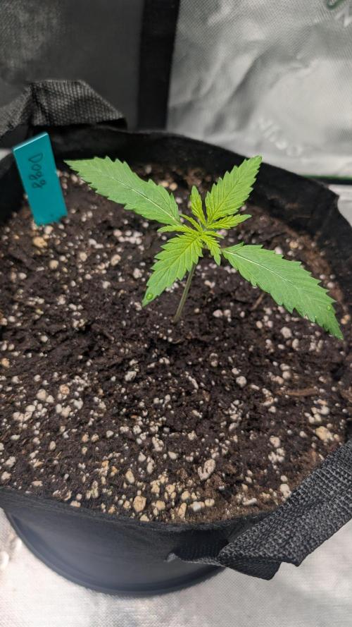 #3 Grand Daddy Purple. Week 2 - Day 10 Dogg