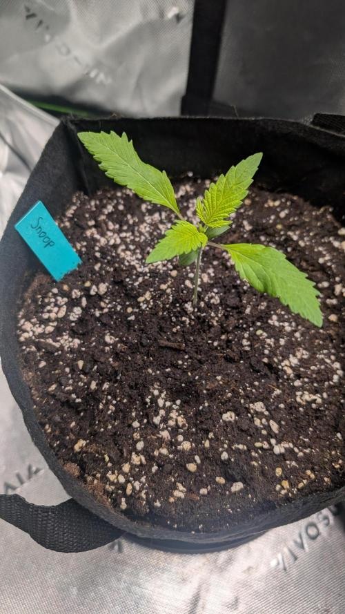 #3 Grand Daddy Purple. Week 2 - Day 10 Snoop