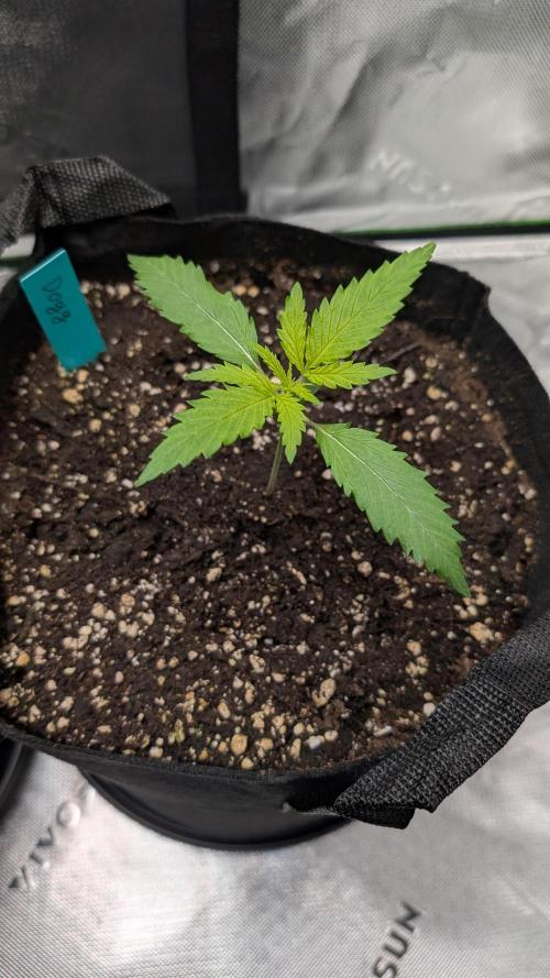 #3 Grand Daddy Purple. Week 2 - Day 11 Dogg