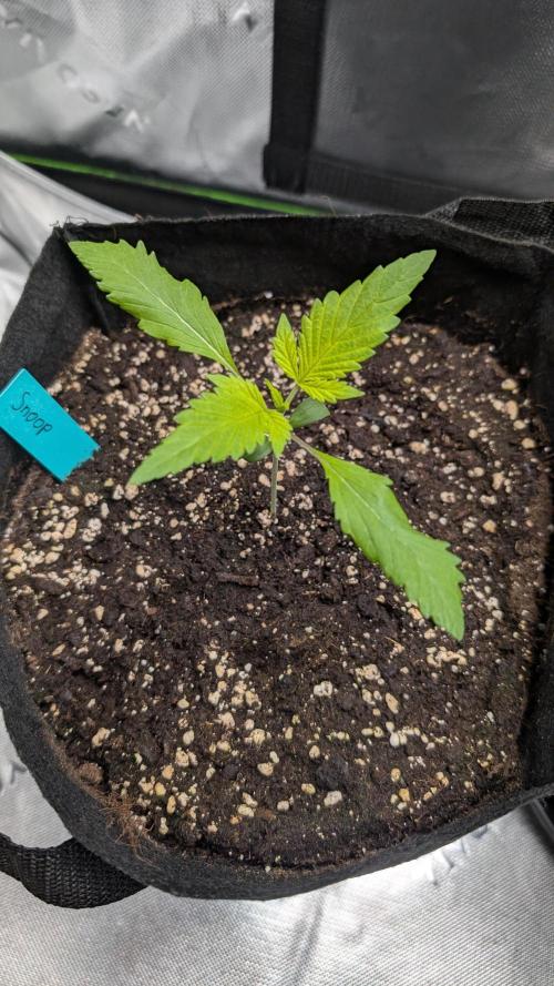 #3 Grand Daddy Purple. Week 2 - Day 11 Snoop