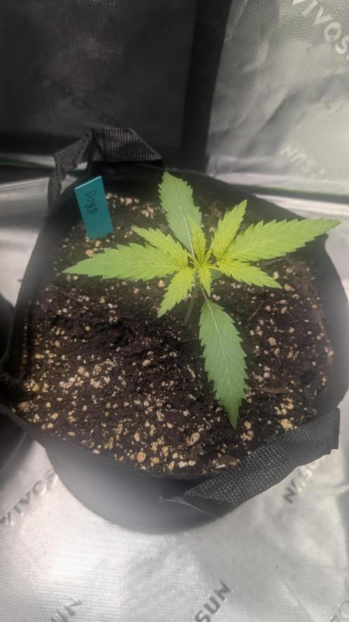 #3 Grand Daddy Purple. Week 2 - Day 12 Dogg