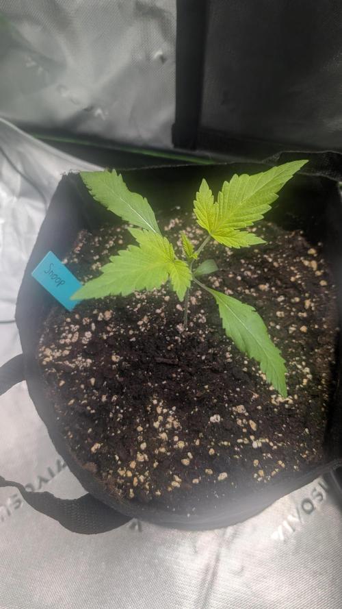 #3 Grand Daddy Purple. Week 2 - Day 12 Snoop