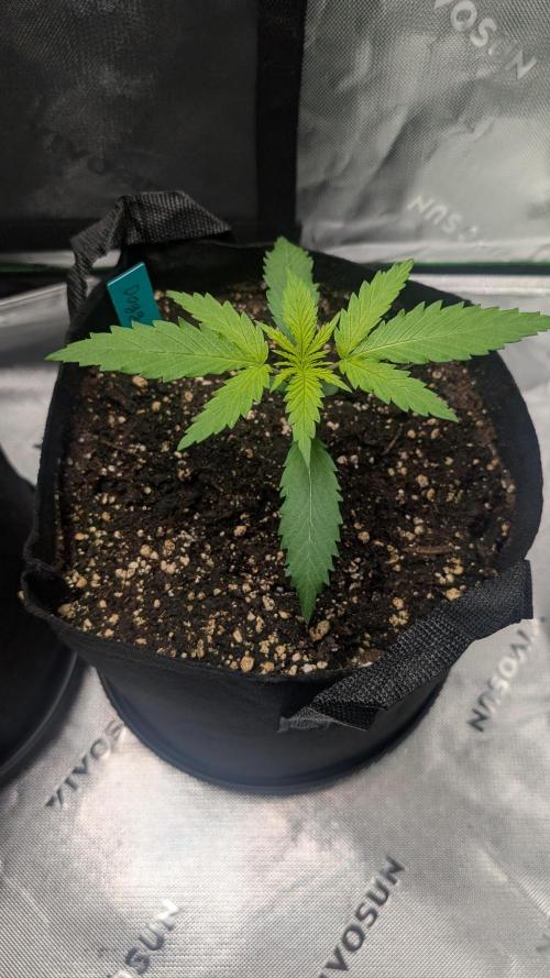 #3 Grand Daddy Purple. Week 2 - Day 13 Dogg