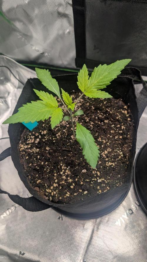 #3 Grand Daddy Purple. Week 2 - Day 13 Snoop