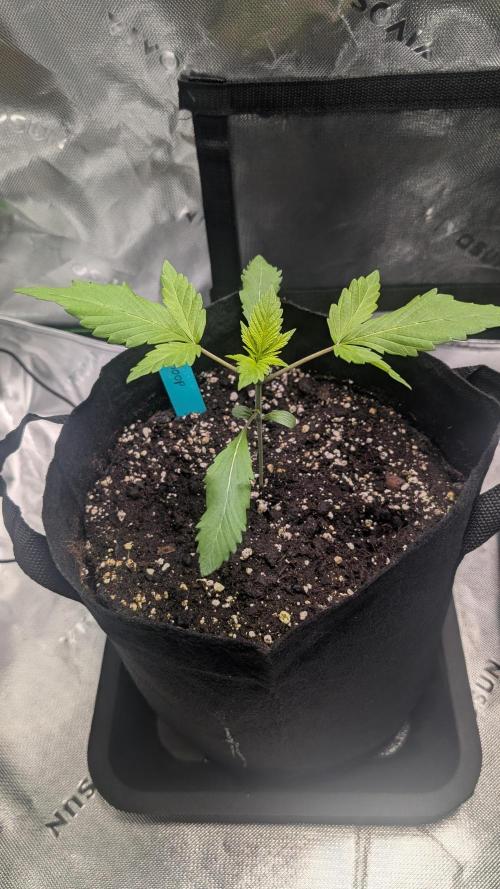 #3 Grand Daddy Purple. Week 2 - Day 14 Dogg