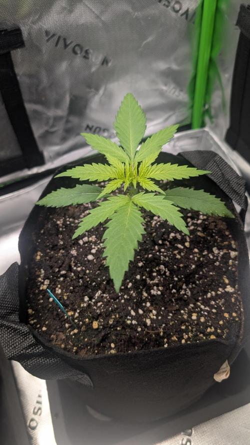 #3 Grand Daddy Purple. Week 2 - Day 14 Snoop