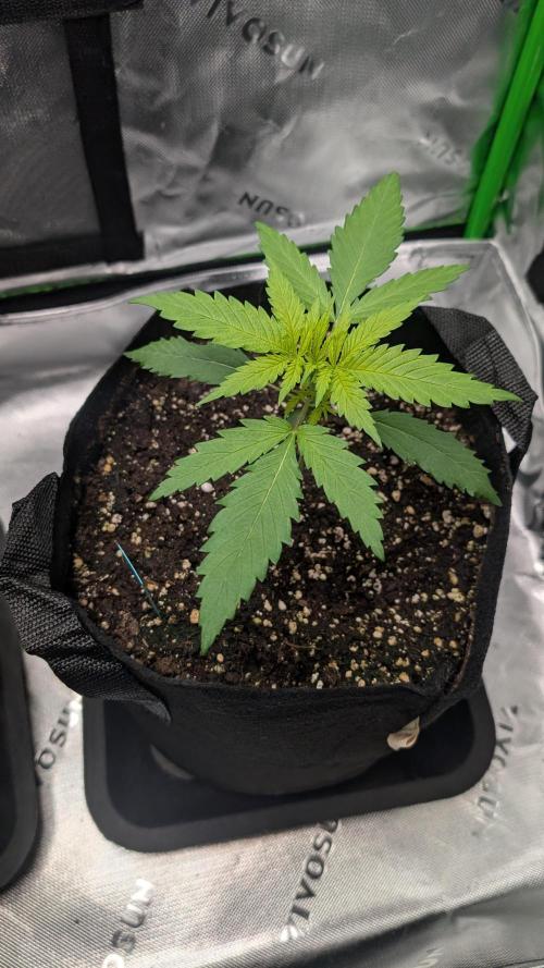 #3 Grand Daddy Purple. Week 3 - Day 15 Dogg
