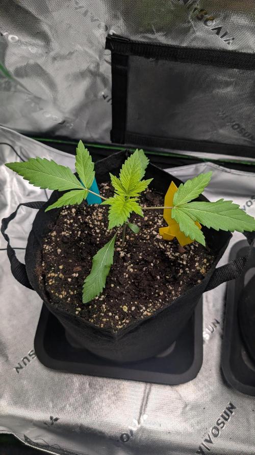 #3 Grand Daddy Purple. Week 3 - Day 15 Snoop