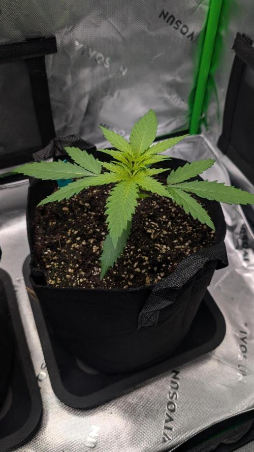 #3 Grand Daddy Purple. Week 3 - Day 16 Dogg