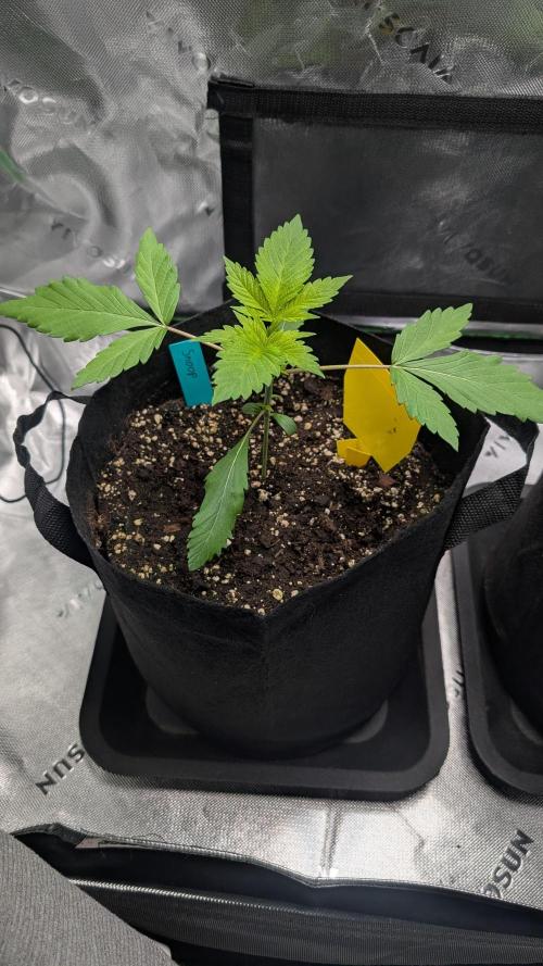 #3 Grand Daddy Purple. Week 3 - Day 16 Snoop