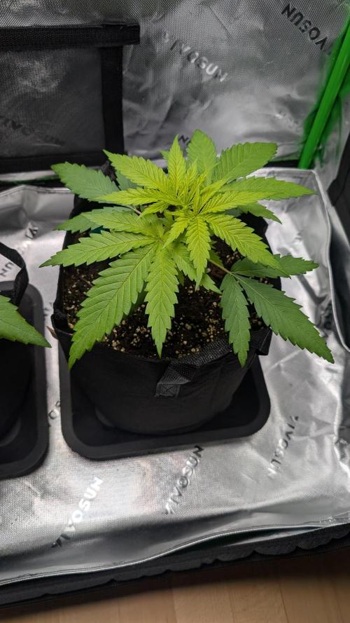 #3 Grand Daddy Purple. Week 3 - Day 19 Dogg