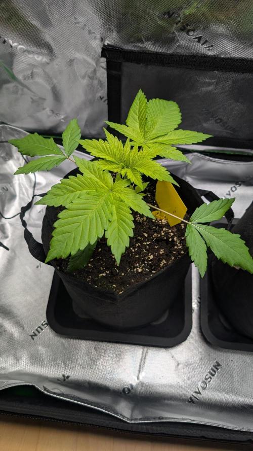 #3 Grand Daddy Purple. Week 3 - Day 19 Snoop