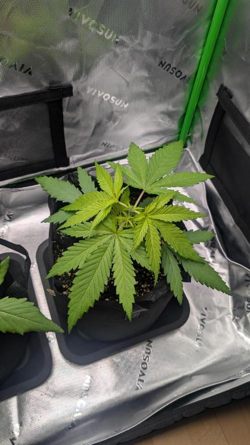 #3 Grand Daddy Purple. Week 3 - Day 20 Dogg