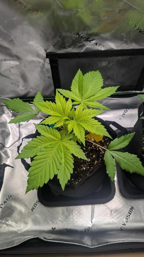 #3 Grand Daddy Purple. Week 3 - Day 20 Snoop