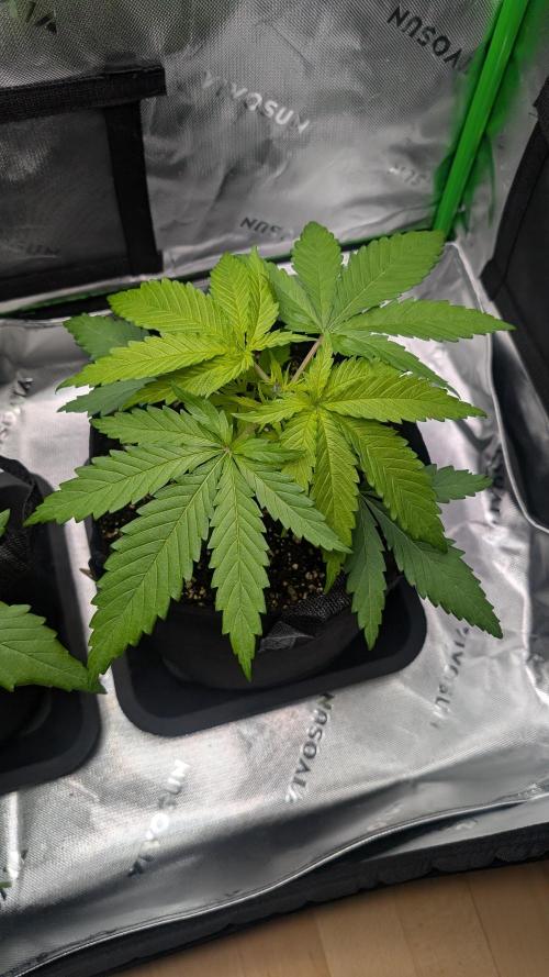 #3 Grand Daddy Purple. Week 3 - Day 21 Dogg