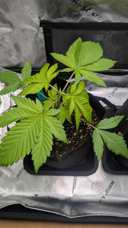 #3 Grand Daddy Purple. Week 3 - Day 21 Snoop