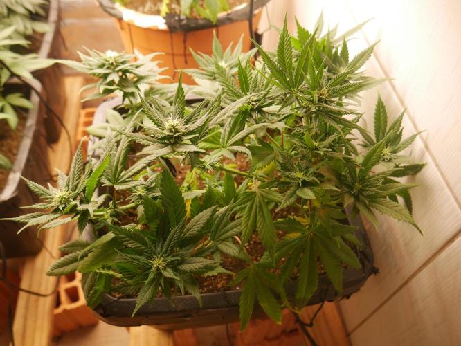 2st 2025 Grow. Week 8 - Master Kush #1