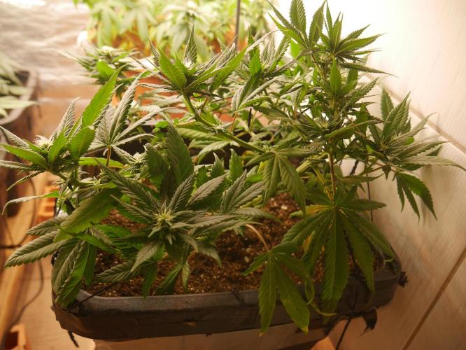 2st 2025 Grow. Week 8 - Master Kush #1