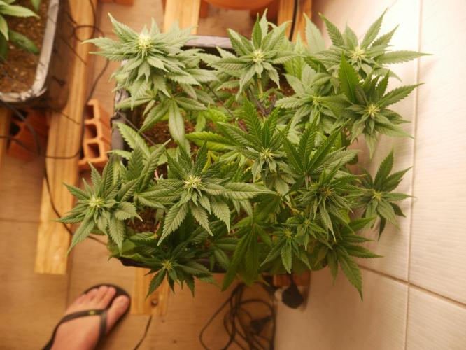 2st 2025 Grow. Week 8 - Master Kush #1