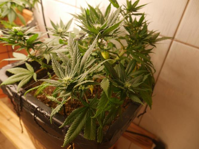 2st 2025 Grow. Week 8 - Master Kush #1