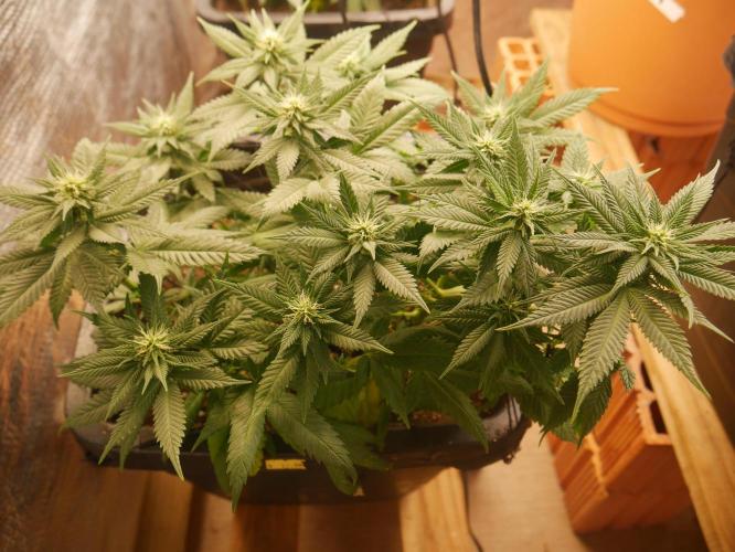 2st 2025 Grow. Week 8 - Master Kush #2